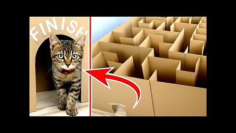 GIANT Maze Labyrinth for Cat Kittens. Can they EXIT