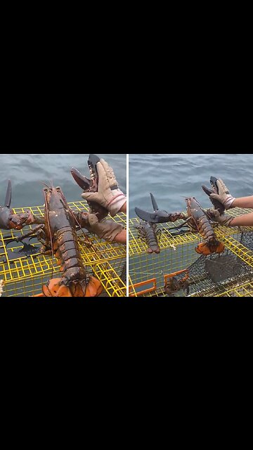 Check out the size of this MASSIVE lobster!
