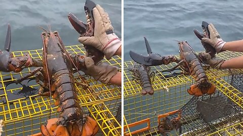 Check out the size of this MASSIVE lobster!