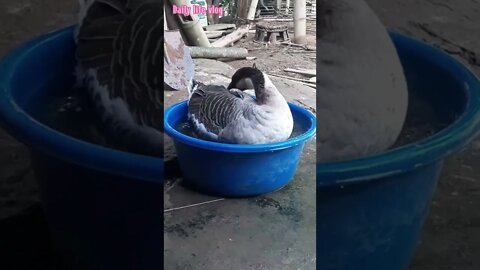 oh my god the goose is bathing in a basin of water