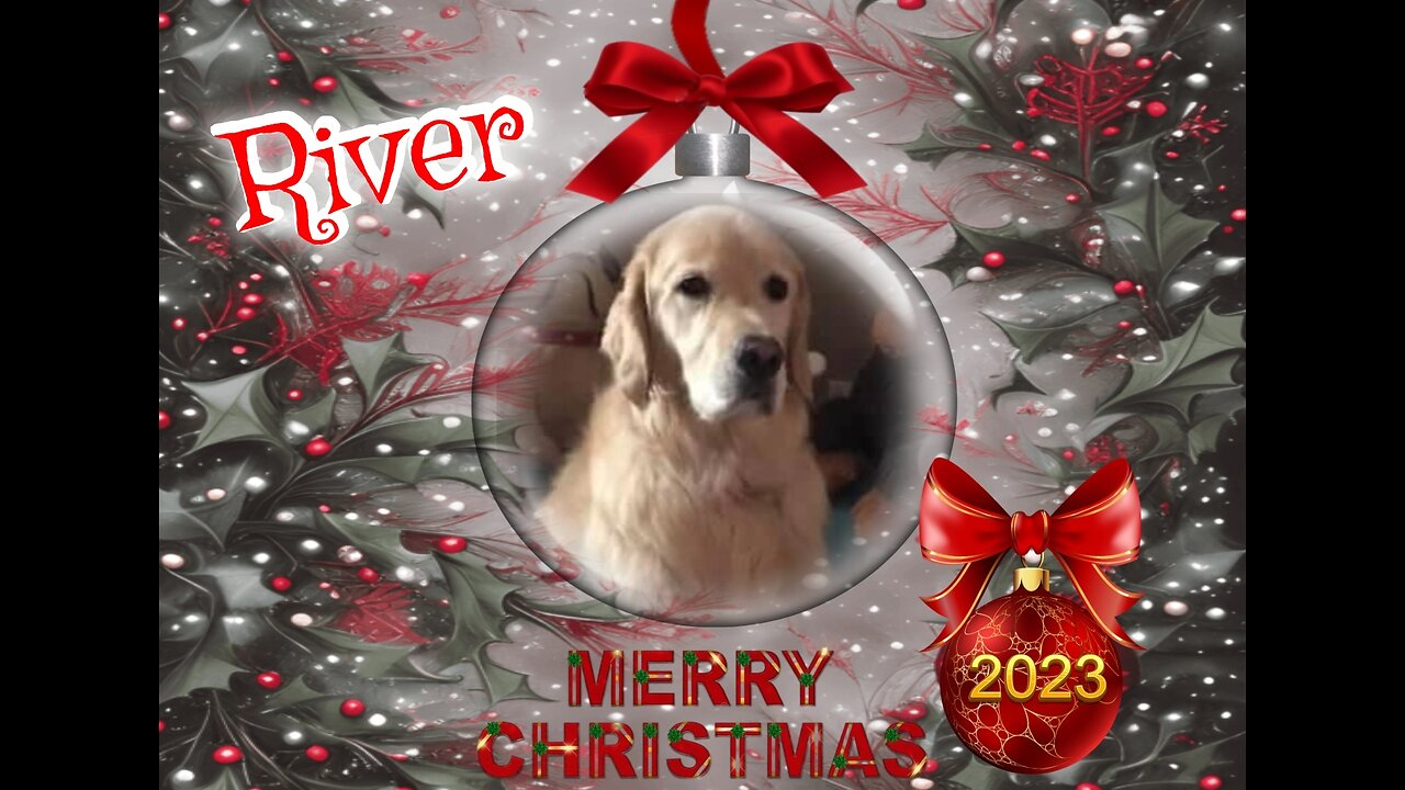 Golden Retrievers: Hearts of Gold - Christmas 2023