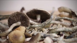 Colorado researchers using Reddit to see how people are using psychedelic mushrooms