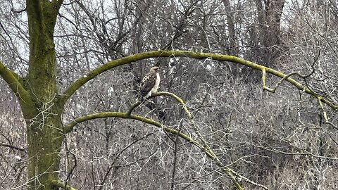 Red-Tailed Hawk I think