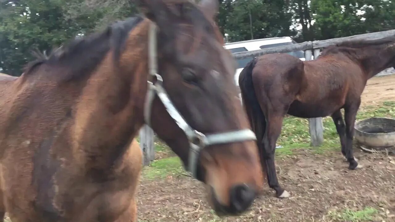 Three mares eating supper