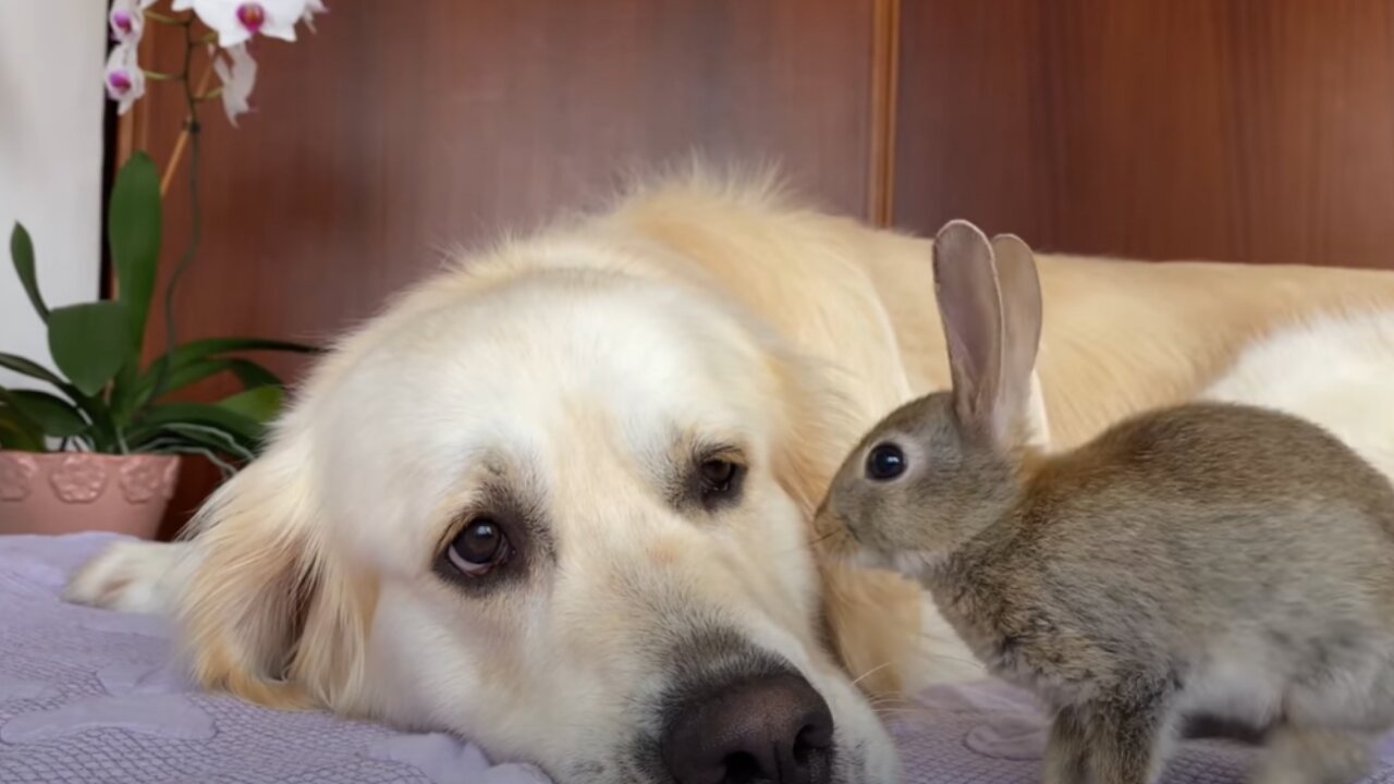 What does Baby Bunnies do when the Golden Retriever is Sad