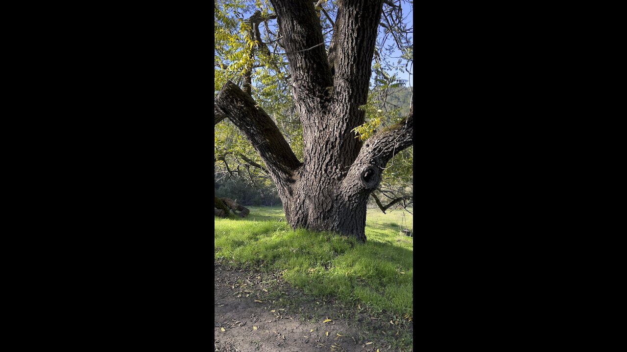 Tree branches spread like wings