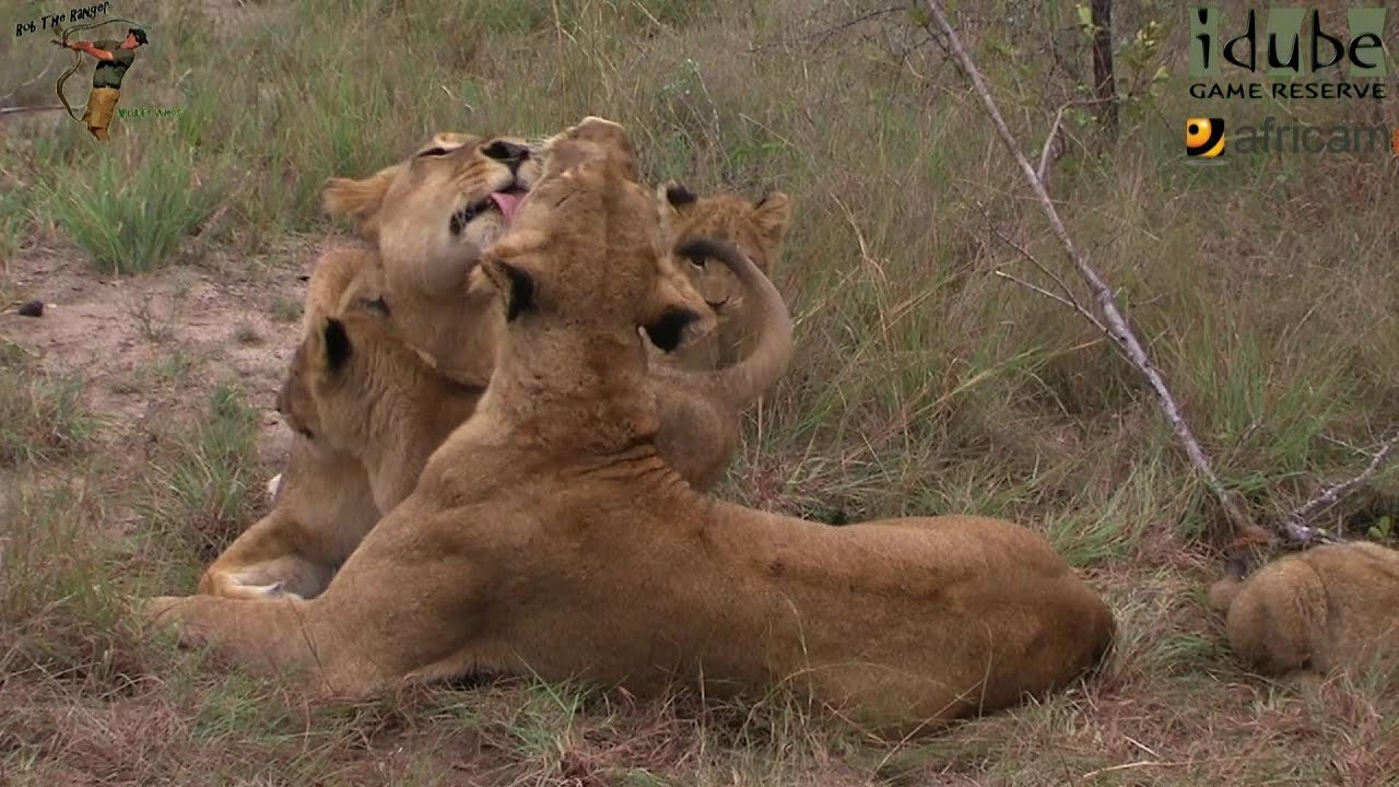 LIONS: Following The Pride 22: Time To Relax