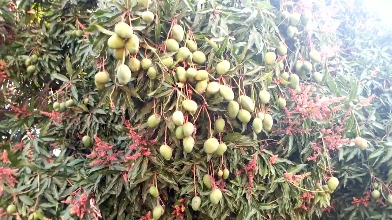 Mango In Assosa የማንጎ ሀገር አሶሳ