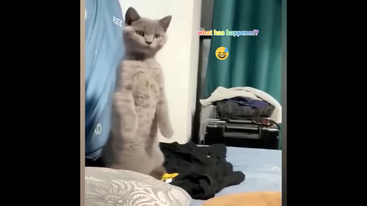 Funny video| injured cat😃