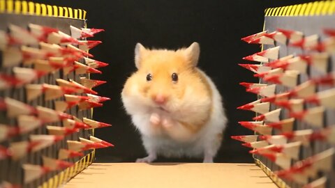 My Lovely Hamster Adventure | Seeds Hunter