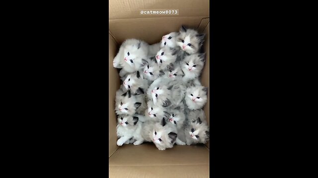 Do You Love Cats 🥰 || cat meow