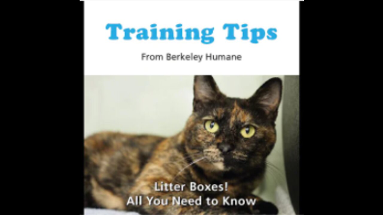 Training tips: Litter Boxes, All you need to know!