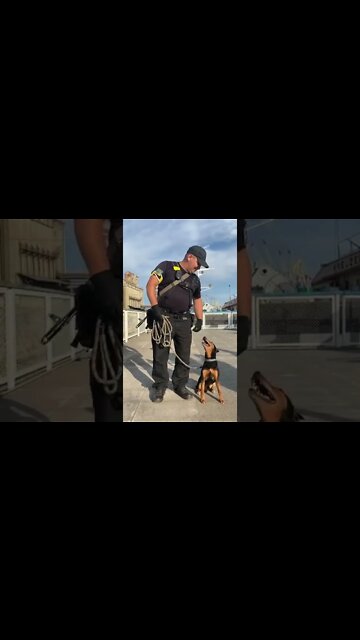 😂 🐕‍🦺 Прикордонні собаки знають, як назвати Путіна і куди направити «русский корабль».