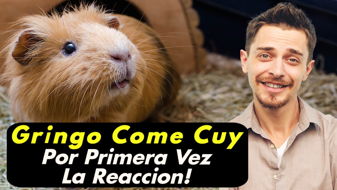 Gringo Comiendo Cuy Por Primera Vez | Cree Que Son Mascotas! | Reacciones