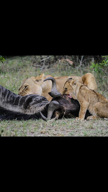 Lion hunting buffalo in africa. Lion hunting Successfully Wild Animal & Nature