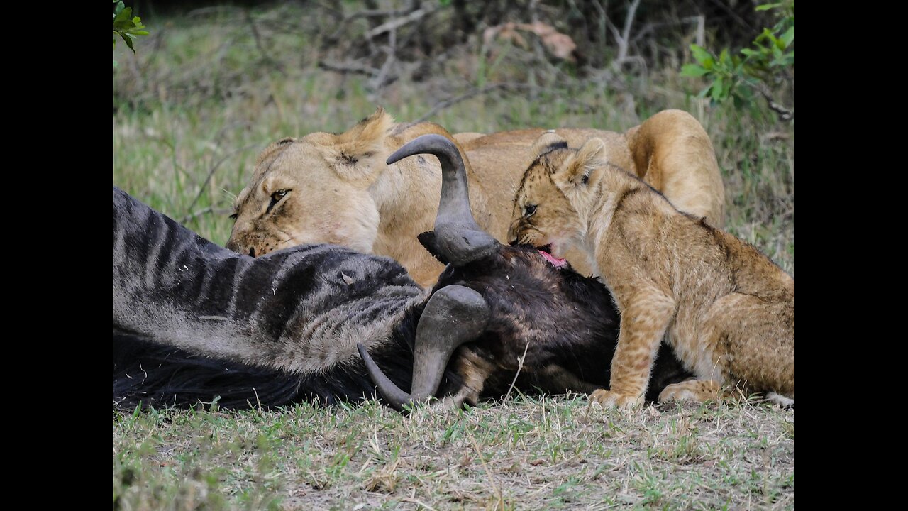 Lion hunting buffalo in africa. Lion hunting Successfully Wild Animal & Nature
