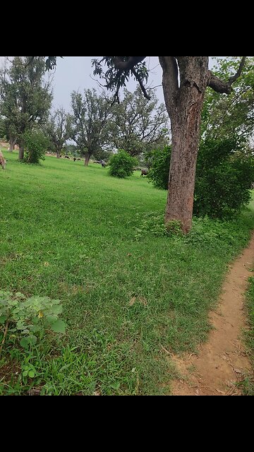 Rain 🌧🌧🌧🌧