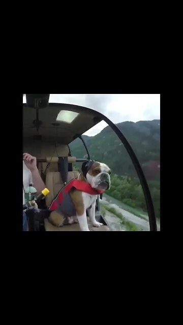 The Best Co-Pilot !!! Travel Hotels Flights Vacation Trip