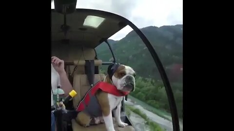 The Best Co-Pilot !!! Travel Hotels Flights Vacation Trip