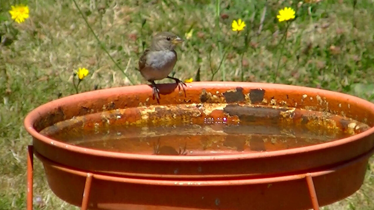 IECV NV #437 - 👀House Sparrows In The Backyard Looking For Seeds 🐤🐤7-24-2017