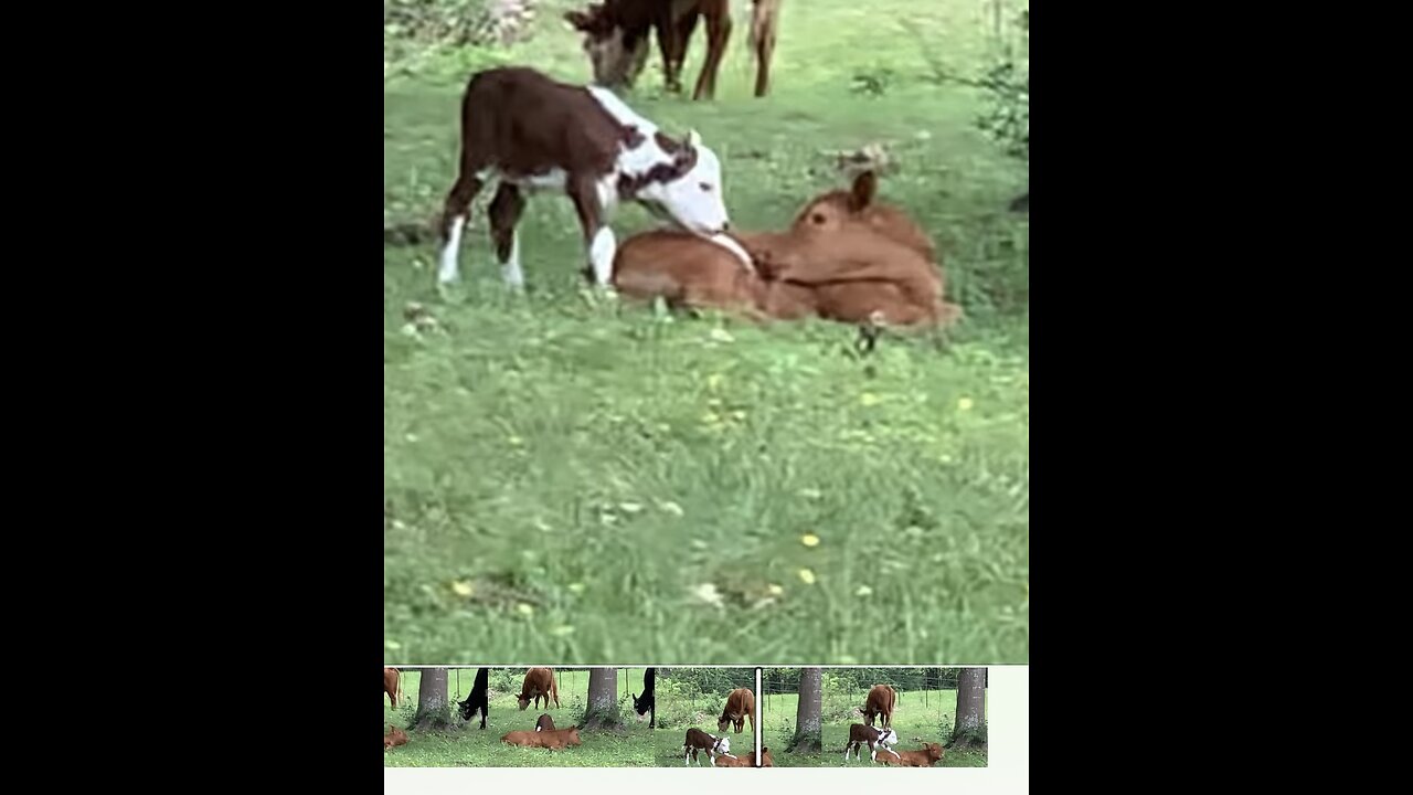 3 day old calf wants to play but her sister does not!!!