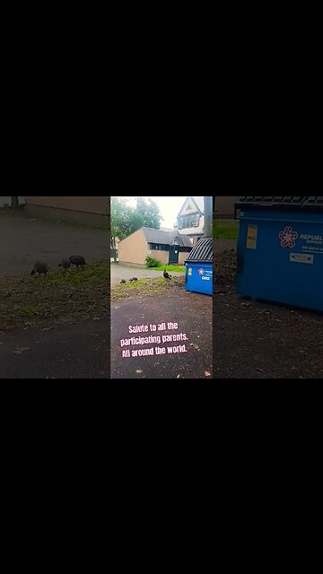 The Wild turkey mo. and her babies. #love#blackyoutube #shorts