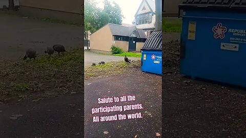 The Wild turkey mo. and her babies. #love#blackyoutube #shorts