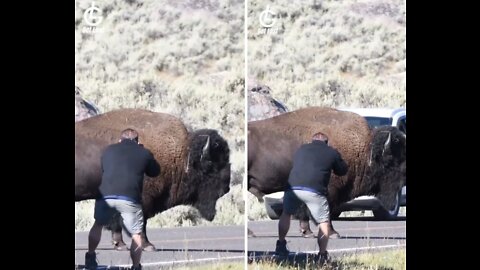 Can You Believe Bison Can Grow To Over 6ft?