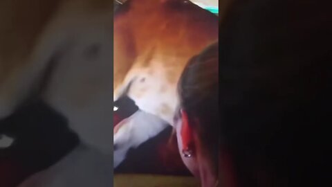 Umm, that’s a Lion...