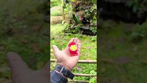 Humming Birds