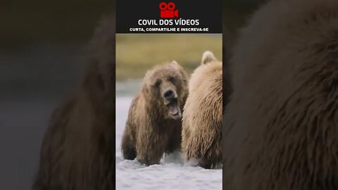 o combate de 2 ursos por território 😮