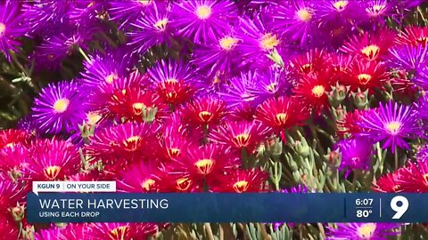 Water harvesting: Blooming yards while saving water