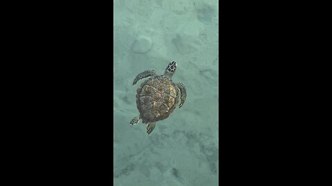 Turtles Everywhere on Green Turtle Cay