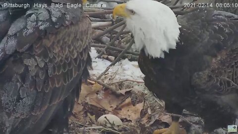 Hays Eagles Mom nudges Dad off the egg 2021 02 14 8:04AM