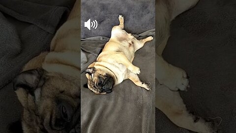 PUG IN SHOCK / FUNNIEST PUG / BEST /#pug