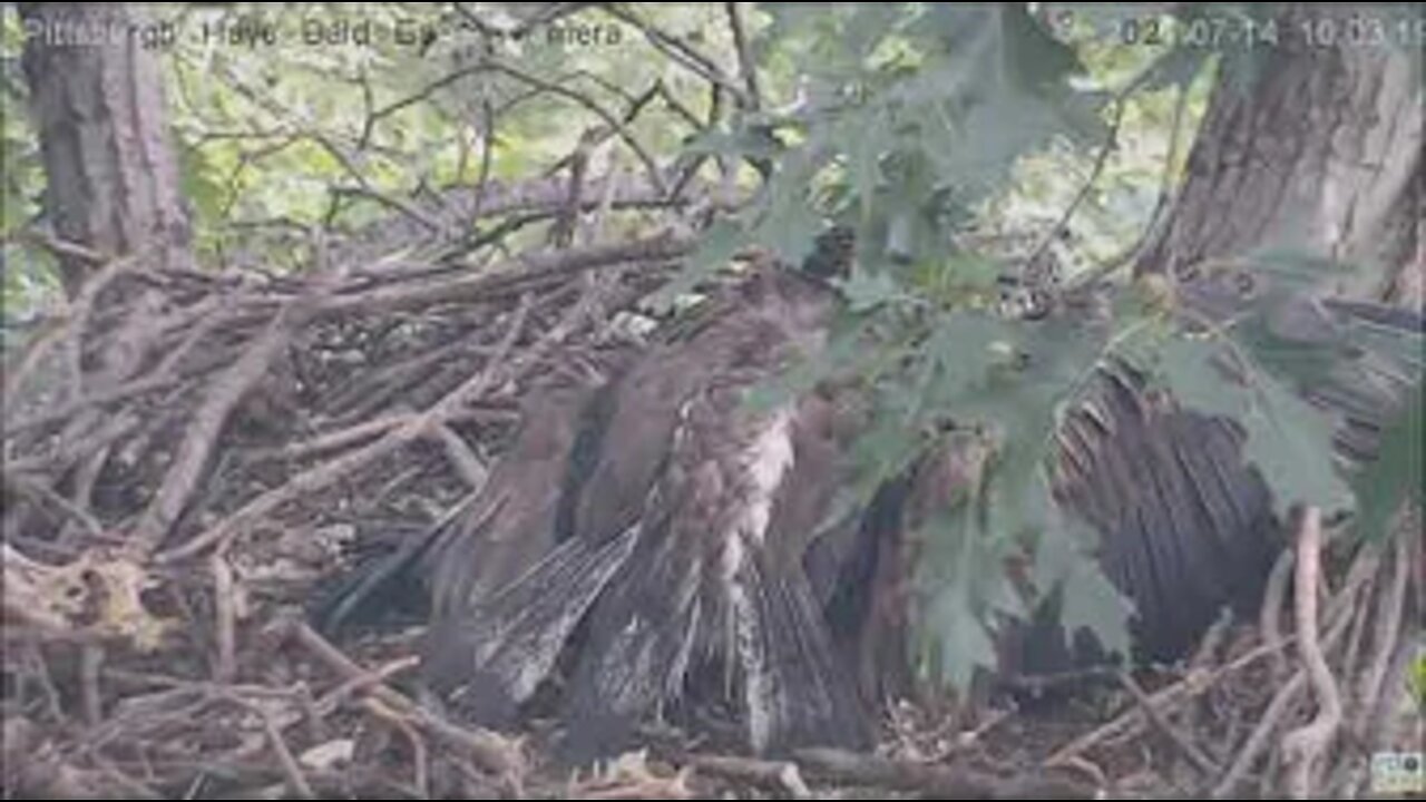 Hays Eagles Dad brings a fish into the nest Juvenile mantles and eats it 7.14.21 10:01