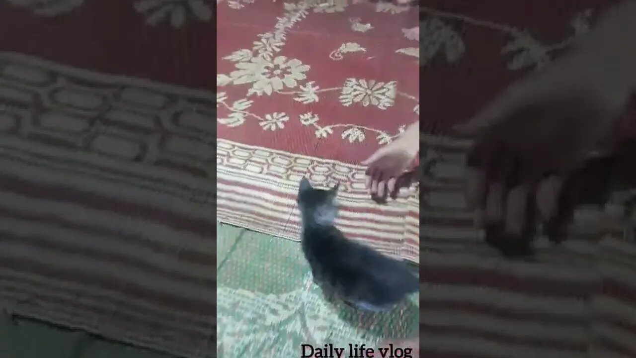 oh my god the kitten loves to play with its owner