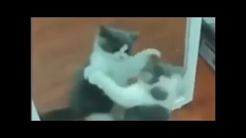 Tingkah Kucing Lucu