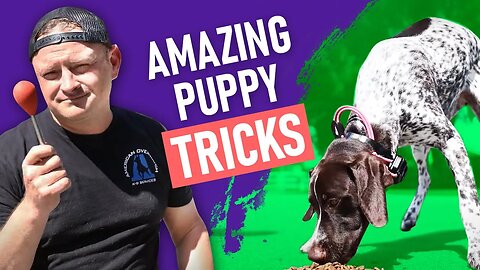 How to Free Shape the "Touch" Command with Your Puppy!