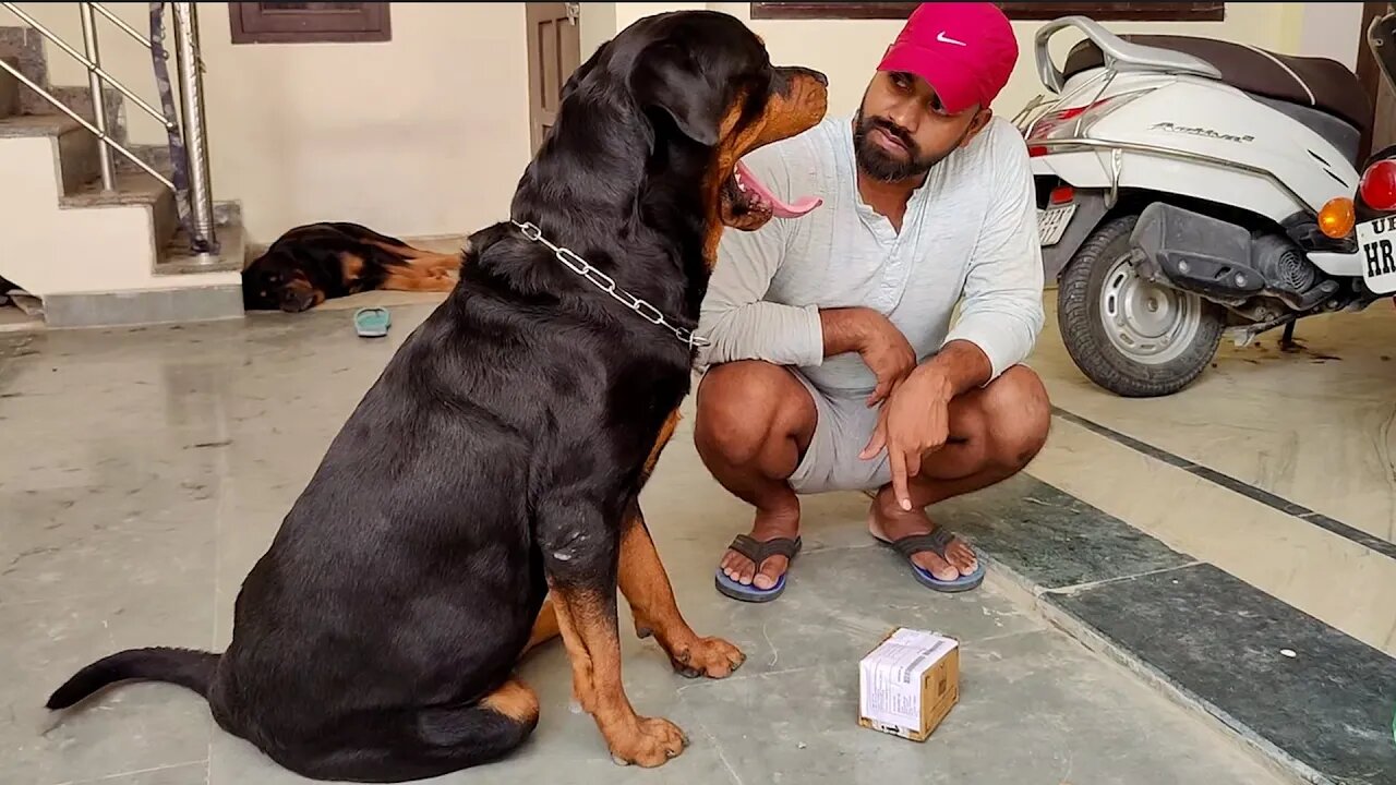 This is not dangerous breed. Unboxing with Nut || Mr.Bolt