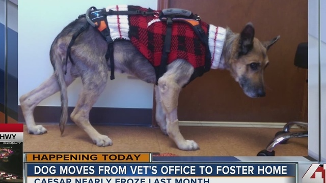 Dog that nearly froze to death spoiled before heading to foster home