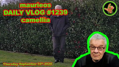 maurieos DAILY VLOG #1239 camellia