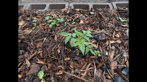 Vegetable garden