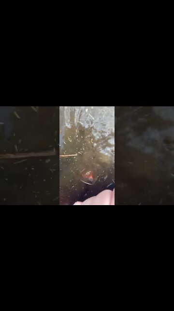 #shorts #2022 funny,prank,funjokes,dad jokes,funny memes,funny video,fun,laughing,funny animal,knock