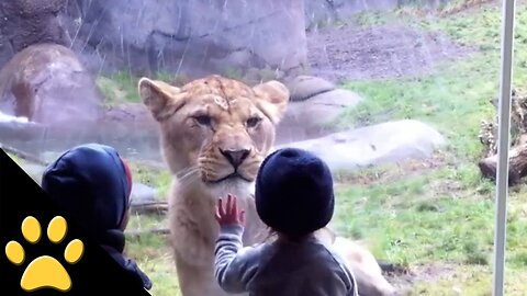 Crazy Man Entered The Lions