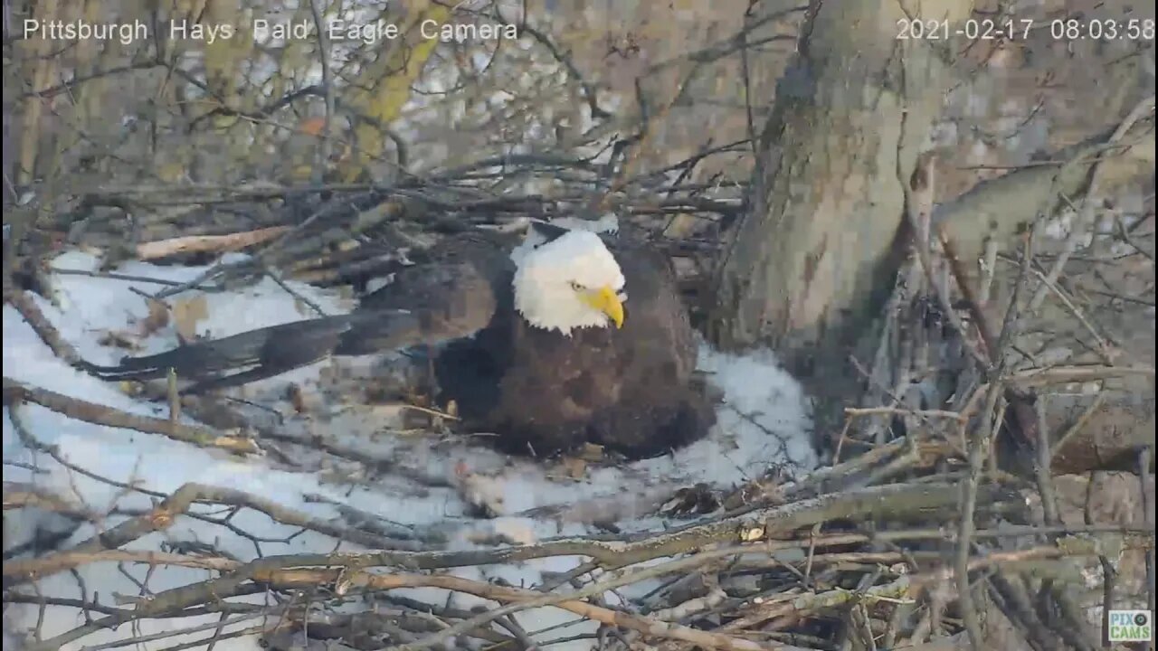 Hays Eagles Dad reacts to intruder 2021 2 17 08:03:53AM