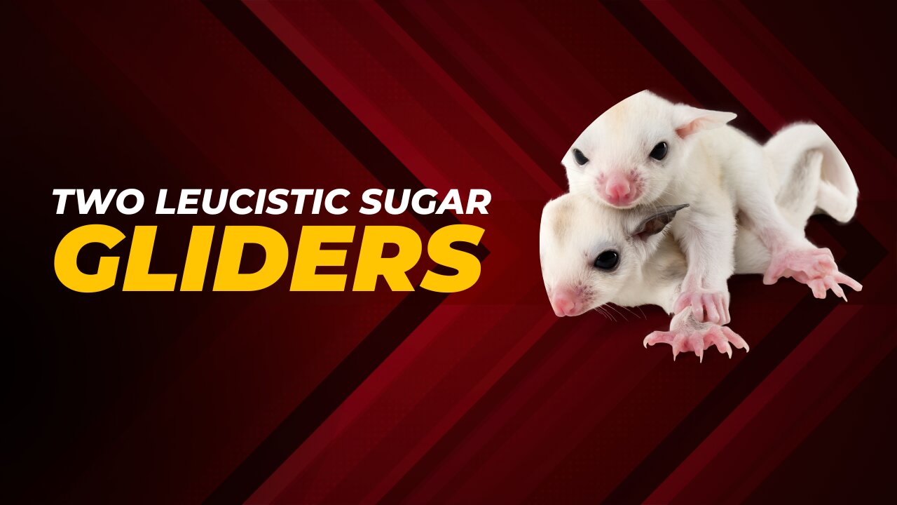 Two Leucistic Sugar Gliders