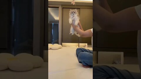 cute funny viral cat