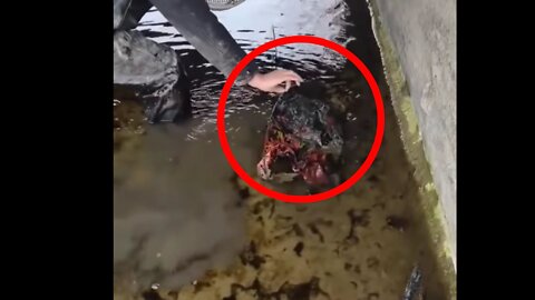 A terrible creature in the river.