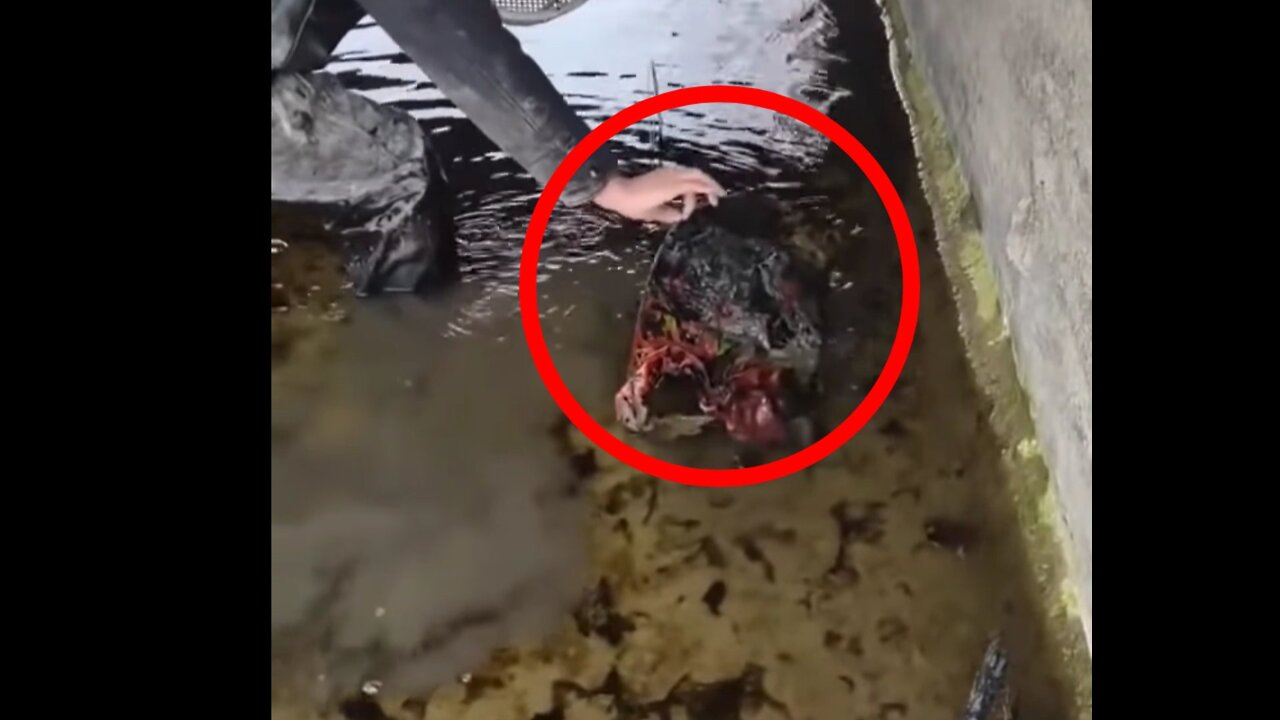 A terrible creature in the river.